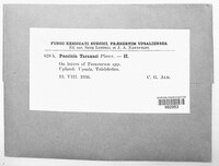 Puccinia hieracii image